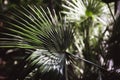 Close-up view of fresh green palm tree leaf Royalty Free Stock Photo