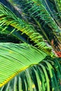 Close-up view of fresh green palm tree leaf. Selective focus. Royalty Free Stock Photo