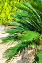 Close-up view of fresh green palm tree leaf. Selective focus. Royalty Free Stock Photo