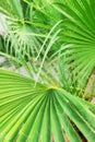 Close-up view of fresh green palm tree leaf. Royalty Free Stock Photo