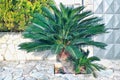 Close-up view of fresh green palm tree. Selective focus. Royalty Free Stock Photo