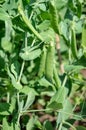 Close up view of fresh green pea on plant growing on the organic farm. Royalty Free Stock Photo