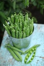 Close-up view of fresh green peas in a small metal bucket on blue wooden background on nature