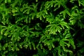 Close-up view, The fresh green of a small leaf with black shadows is used to make a background or decorative scene.