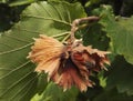 Close-up view of fresh hazelnuts on a branch of hazel