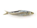 Fresh Indian oil sardine Isolated on a White Background Royalty Free Stock Photo