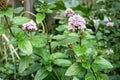 Flowering Peppermint Mentha piperita plant in a garden
