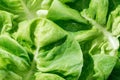 Close up view of fresh natural green lettuce leaves with water drops. Royalty Free Stock Photo