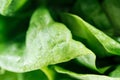 Close up view of fresh natural green lettuce leaves with water drops. Royalty Free Stock Photo