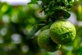 Close-up view of fresh and natural limes fruit on the tree with a green leaves hanging with blurry and soft focus background with Royalty Free Stock Photo