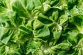 Close up view of fresh natural wet green lettuce leaves with water drops. Royalty Free Stock Photo