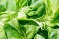 Close up view of fresh organic wet green lettuce leaves with water drops. Royalty Free Stock Photo