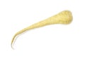 Close-up view of a fresh parsnip isolated on white background.