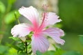 Close Up View Fresh Pink Blooming Hibiscus Rosa-sinensis Or Rose Mallow Flower In Garden Royalty Free Stock Photo