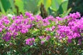 Close Up View Fresh Pink Flowers Of Fence Bougainvillea Plants Adorning The Garden On Sunny Day Royalty Free Stock Photo