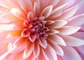 Fresh pink and yellow Dahlia flower Royalty Free Stock Photo
