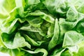 Close up view of fresh raw wet green lettuce leaves with water drops. Royalty Free Stock Photo