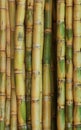 Close up view of fresh ripe sugar cane stack for juice making Royalty Free Stock Photo