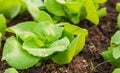 Close up view of Fresh salad leave Butter head lettuce Royalty Free Stock Photo