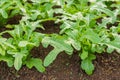 Close up view of Fresh salad leave Chicory in the Organic farm