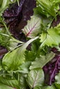 Close up view of fresh salad mix leaves, healthy organic food ingredients Royalty Free Stock Photo