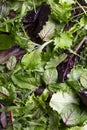 Close up view of fresh salad mix leaves, healthy organic food ingredients Royalty Free Stock Photo