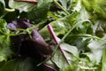 Close up view of fresh salad mix leaves, healthy organic food ingredients Royalty Free Stock Photo