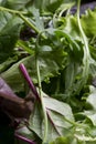 Close up view of fresh salad mix leaves, healthy organic food ingredients Royalty Free Stock Photo