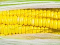 Close up view of a fresh sweet corn Royalty Free Stock Photo