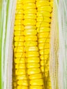 Close up view of a fresh sweet corn Royalty Free Stock Photo
