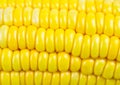 Close up view of a fresh sweet corn Royalty Free Stock Photo