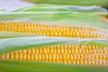 Close up view of fresh sweet corn cobs Royalty Free Stock Photo