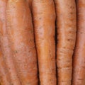 Close-up view of fresh and sweet orange carrots. Texture background of fresh large orange carrots. Product Image Vegetable Root