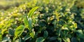 Close up view of fresh tea leaves bush at large farm on the hill, green bud plant field with sunlight background Royalty Free Stock Photo