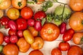 Close-up view of fresh tomatoes. Young juicy tomatoes. A lot of tomatoes. Heap of tomatoes. Summer agriculture farm market tray