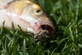 A close-up view of a fresh-water Chub fish known as the European Chub on green grass with a melolontha beetle