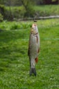 A close-up view of a fresh-water Chub fish known as the European Chub on green grass with a melolontha beetle