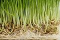 Close-up view of fresh wheatgrass root system Royalty Free Stock Photo