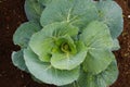 Fresh young cabbage from farm field. Organic green cabbages plants in the garden Royalty Free Stock Photo