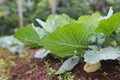 Fresh young cabbage from farm field. Organic green cabbages plants in the garden. Royalty Free Stock Photo