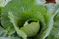 Close-up view of fresh young Organic green cabbages plants in the garden. Royalty Free Stock Photo