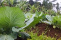 Fresh young Organic green cabbages plants in the garden. Royalty Free Stock Photo
