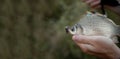 Freshly caught crucian carp fish. fisherman poses with caught fish