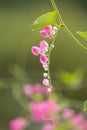 Close up view of freshly grown Antigonon leptopus Hook Ivy pink flowers