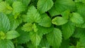 Close up view of freshly grown small mint plants