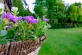 Close-up view of a freshly planted hanging basket seen outside a country home in summer.