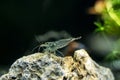 Amano shrimp.