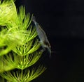 Amano shrimp. Royalty Free Stock Photo