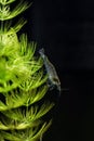 Amano shrimp.