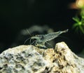 Amano shrimp.